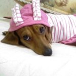 이쁘니 <b>망치</b>