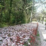 벚꽃 내린 <b>담장</b> 덩쿨