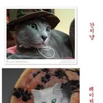 고양이 <b>튜닝</b>!