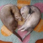 [우째이런] 사랑헌다<b>네요</b>^^