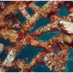 <b>underwater</b> (1)