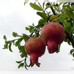 <b>석류</b>