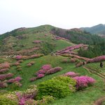 <b>소백산</b> 철쭉 20