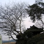 <b>사당</b>과 나무