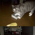 고양님의 <b>전용</b> 손난로?
