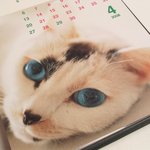 이쁜 고양이 <b>소품</b>