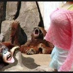 어쩔수 없나 <b>수컷</b>들은