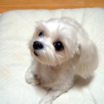 울 이쁜 <b>짱아</b>*^^*