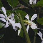 <b>쟈스민</b>