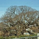 <b>천연</b>기념물 309호 - 부산 구포동 팽나무