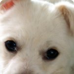 우리집 여우 복실이.