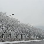 과천 서울대공원 설경(04/03/05)