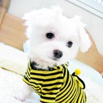 꿀벌<b>햇살</b>이라오~