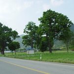 <b>천연</b>기념물 272호 - 삼척 하장면 느릅나무