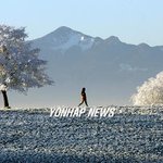 알프스 서리꽃