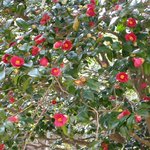 잊혀진 <b>동백</b>105