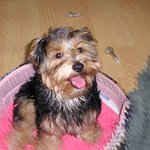 우리집 귀염둥이 복코 와 <b>버크</b>~~