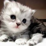 <b>우아</b>한고양이