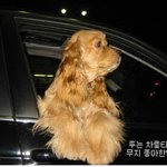 뉘집 강아지 인고?...1(순서대로 <b>보세</b>염)