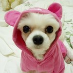 <b>재롱</b>둥이~알리~^^