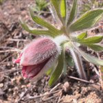 할미꽃(<b>lp</b>-3000) 접사