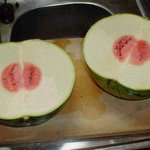 덜 익은 <b>수박</b>