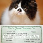 고양이 이름은 '독도'