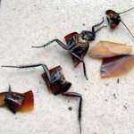 바퀴벌레 <b>토막</b>살해사건