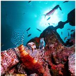 <b>underwater</b> (2)