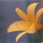 하늘<b>나리</b>