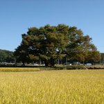 <b>천연</b>기념물 273호 - 영풍 안정면 느티나무