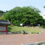 <b>천연</b>기념물 311호 - 부산 수영동 푸조나무