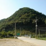 천연기념물 370호 - 부안 <b>미선</b>나무 군락지