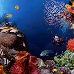 <b>underwater</b> (3)