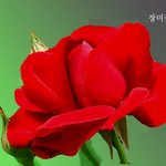 예쁜 <b>장미꽃</b>