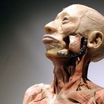 진짜 사람으로 만든 사람 <b>표본</b>
