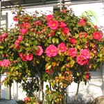 잊혀진 <b>동백</b>108