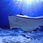 아름다운 바다 <b>생물</b> 02