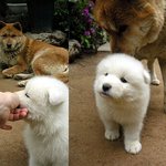 우리집 누렁이와 흰둥이
