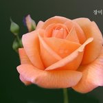 <b>은은</b>한 향기