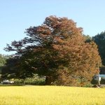 <b>천연</b>기념물 274호 - 영풍 순흥면 느티나무