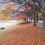 내장산의 마지막 <b>단풍</b>