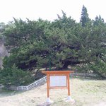 <b>천연</b>기념물 313호 - 청송 장전리 향나무