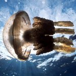 아름다운 바다 <b>생물</b> 03