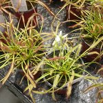 끈끈이<b>주걱</b>(식충식물)