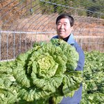 7㎏<b>짜리</b> 초대형 배추 개발