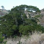 천연기념물 344호 - <b>우도</b> 생달나무와 후박나무