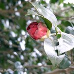 잊혀진 <b>동백</b>51