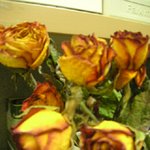 <b>장미</b>..