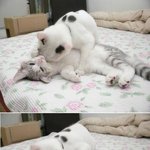 딱 걸렸다 !그들의 애정<b>행각</b>!!
